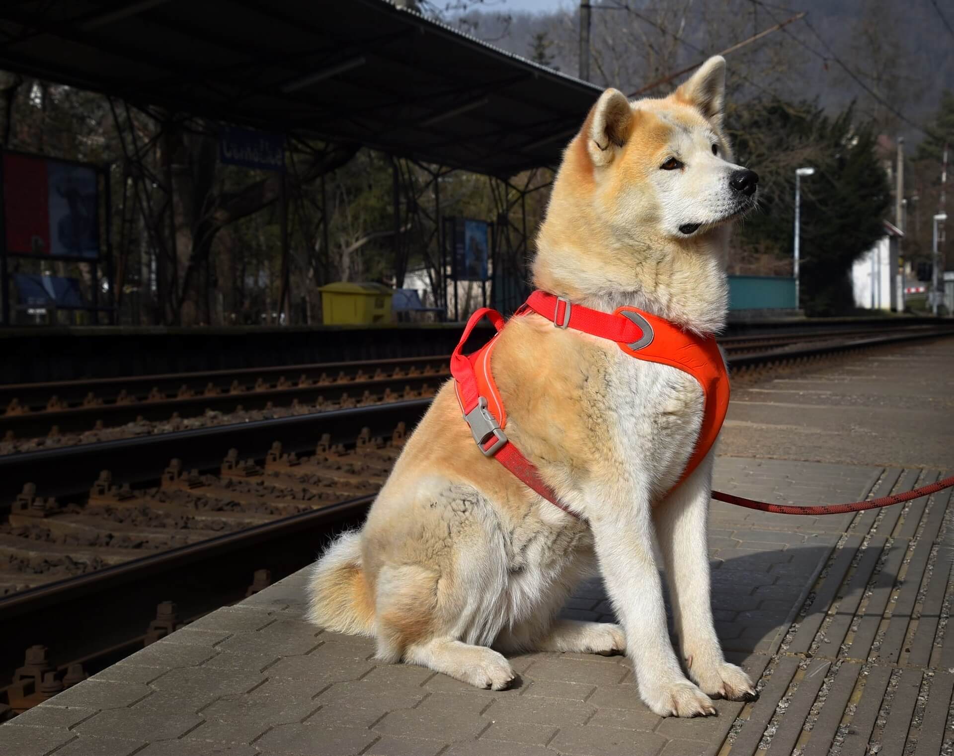 Hachiko - Der treueste Hund Zeiten