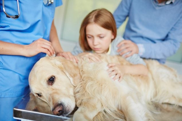 Mastzelltumor Hund – wie er entsteht und was ihr tun könnt
