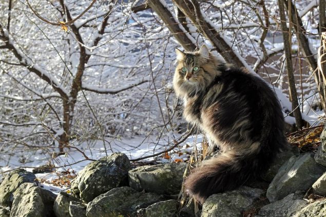 Norwegische Waldkatze im Wald