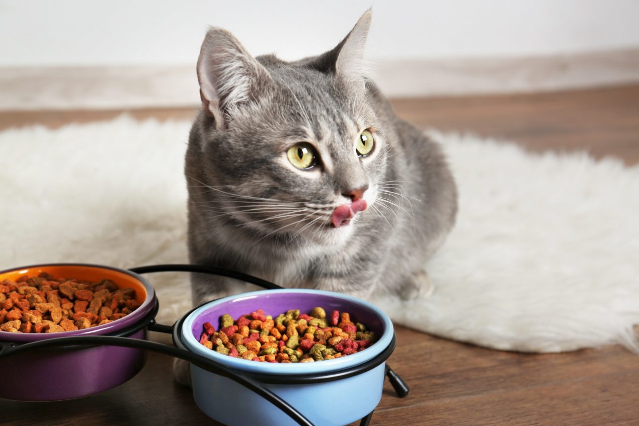 Wie viel soll eine Katze fressen? Futtermenge Tabelle