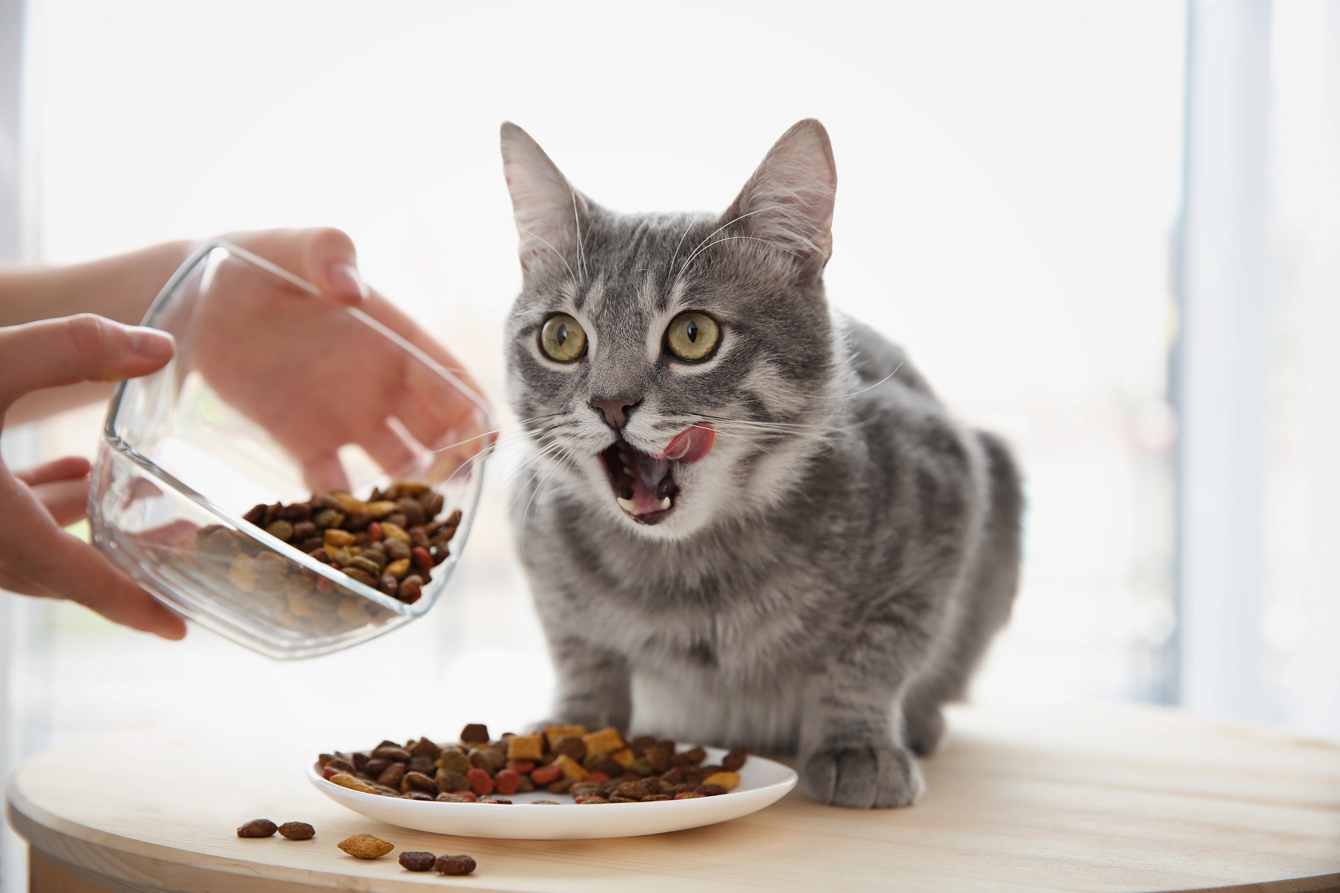 Можно ли кормить кота только сухим. Питание кошек. Еда для кошек. Котик с едой. Кошка кушает.
