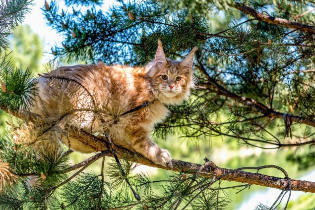 Die Top 7 Große Katzenrassen | mein-haustier.de