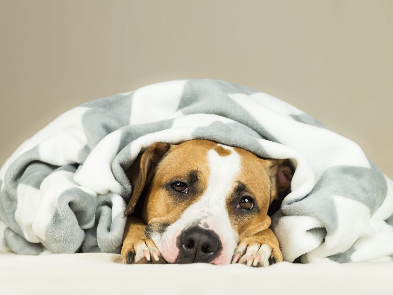 Mastzelltumor Hund wie er entsteht und was ihr tun könnt Mastzelltumor Hund wie er entsteht und was ihr tun könnt