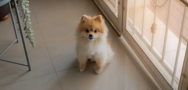 Pomeraner-welpen-alleine-lassen