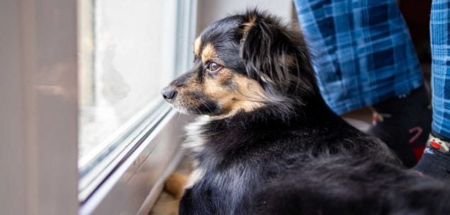 Welpe ist traurig weil er alleine ist