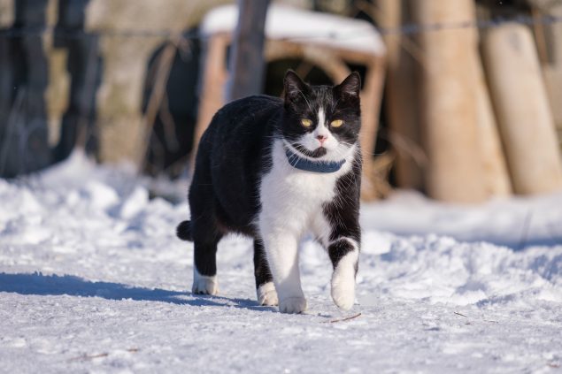 Maunzi ist mit dem GPS Tracker problemlos draußen herumgelaufen.