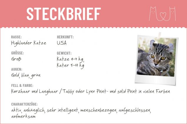 Highlander Katze