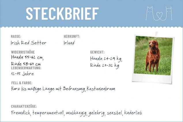 Steckbrief mit Infos zum Irish Setter