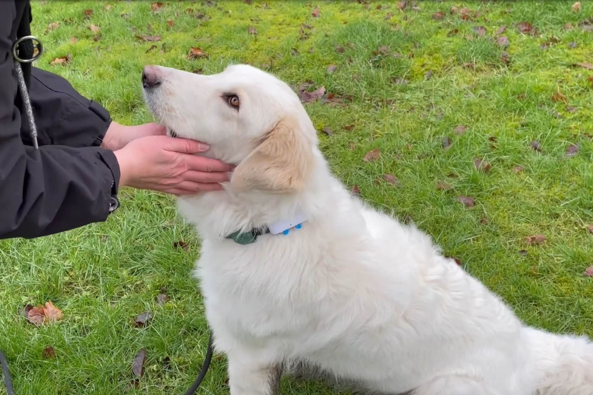 Tractive GPS Tracker Hunde