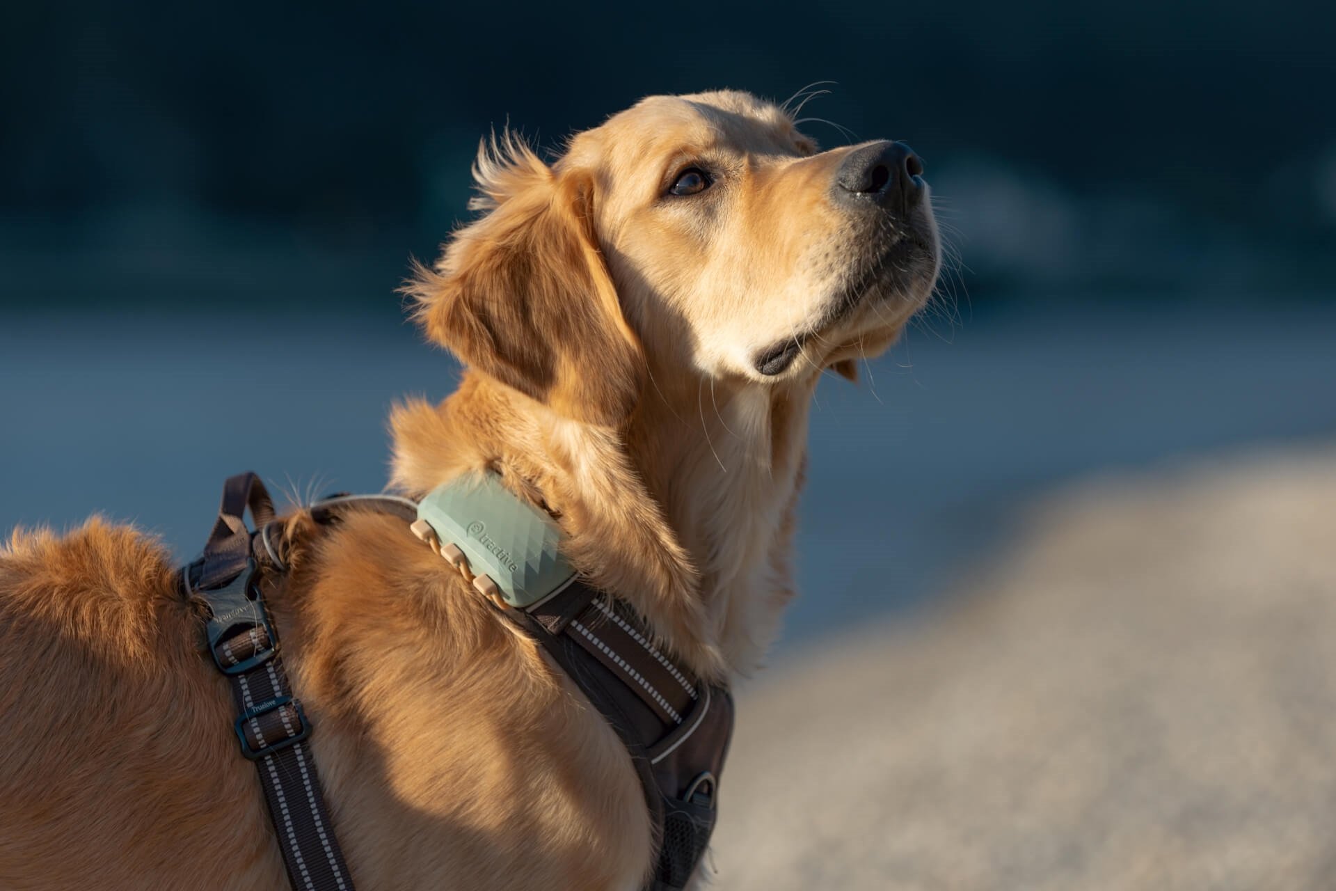 Tractive GPS Tracker für Hunde. Empfohlen von Ma…