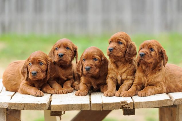 Irish Setter Welpen