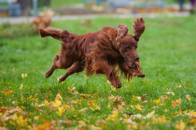 Irish Setter springt spielerisch