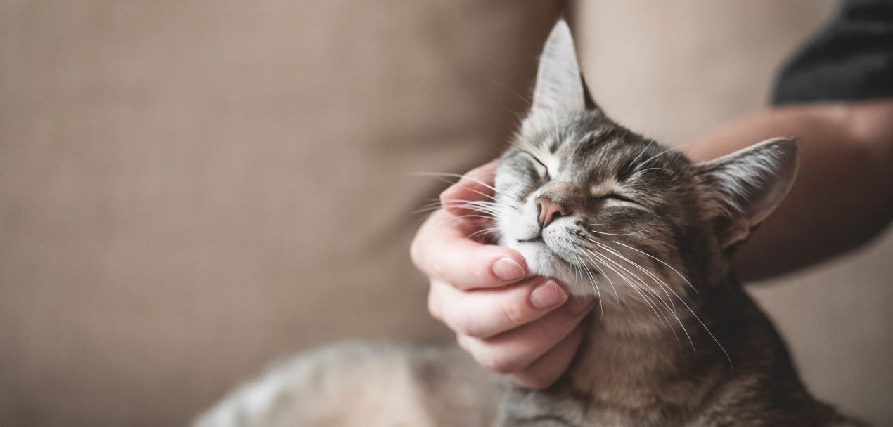 Beruhigungsmittel für die Katze Das gilt es zu beachten!