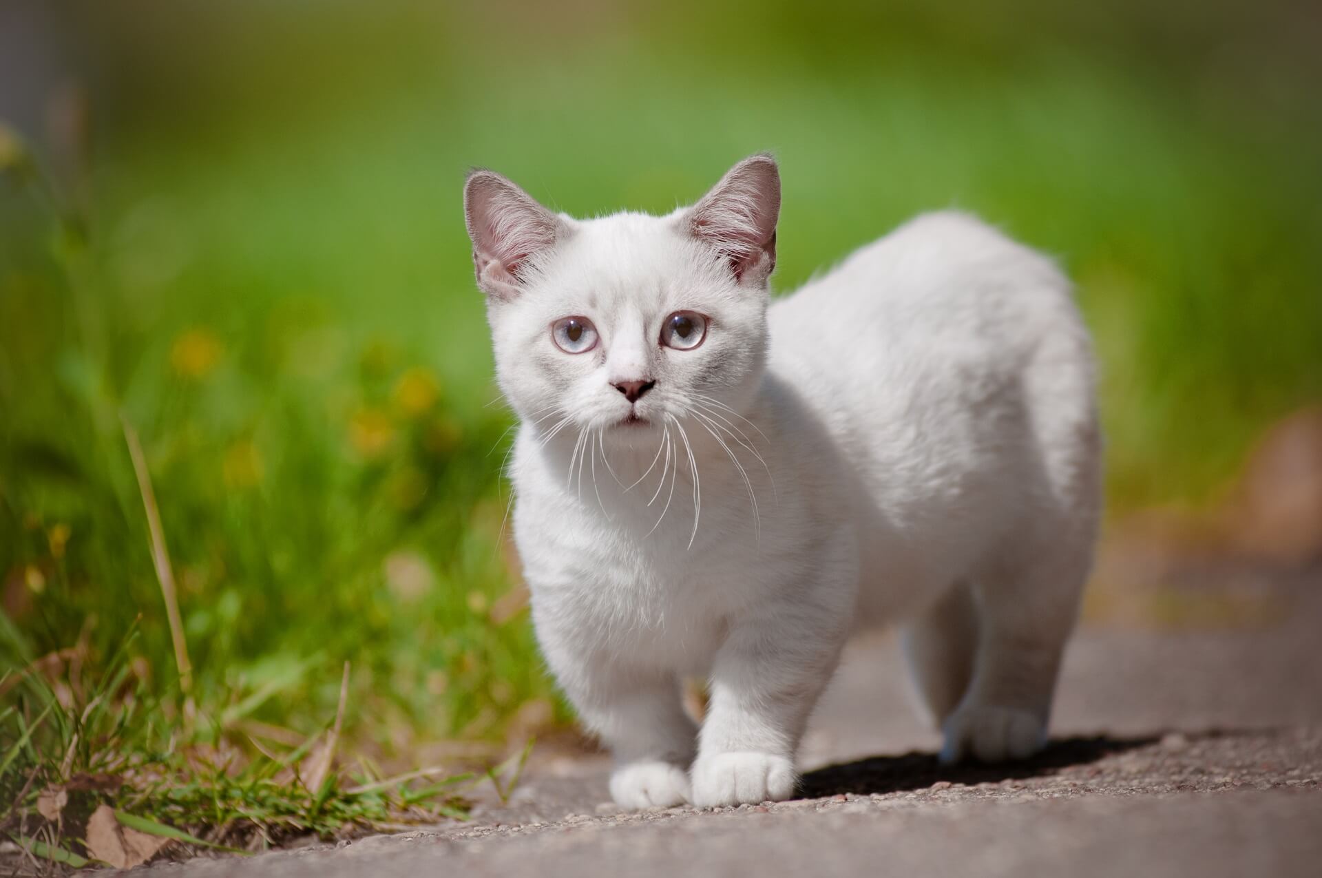 Munchkin Katze Geschichte, Wesen & Haltung