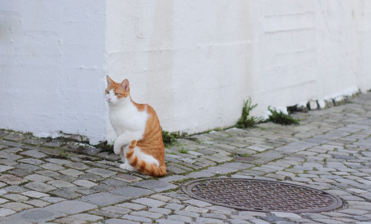 Katze humpelt was ist in dem Fall zu tun und was sind die Ursachen