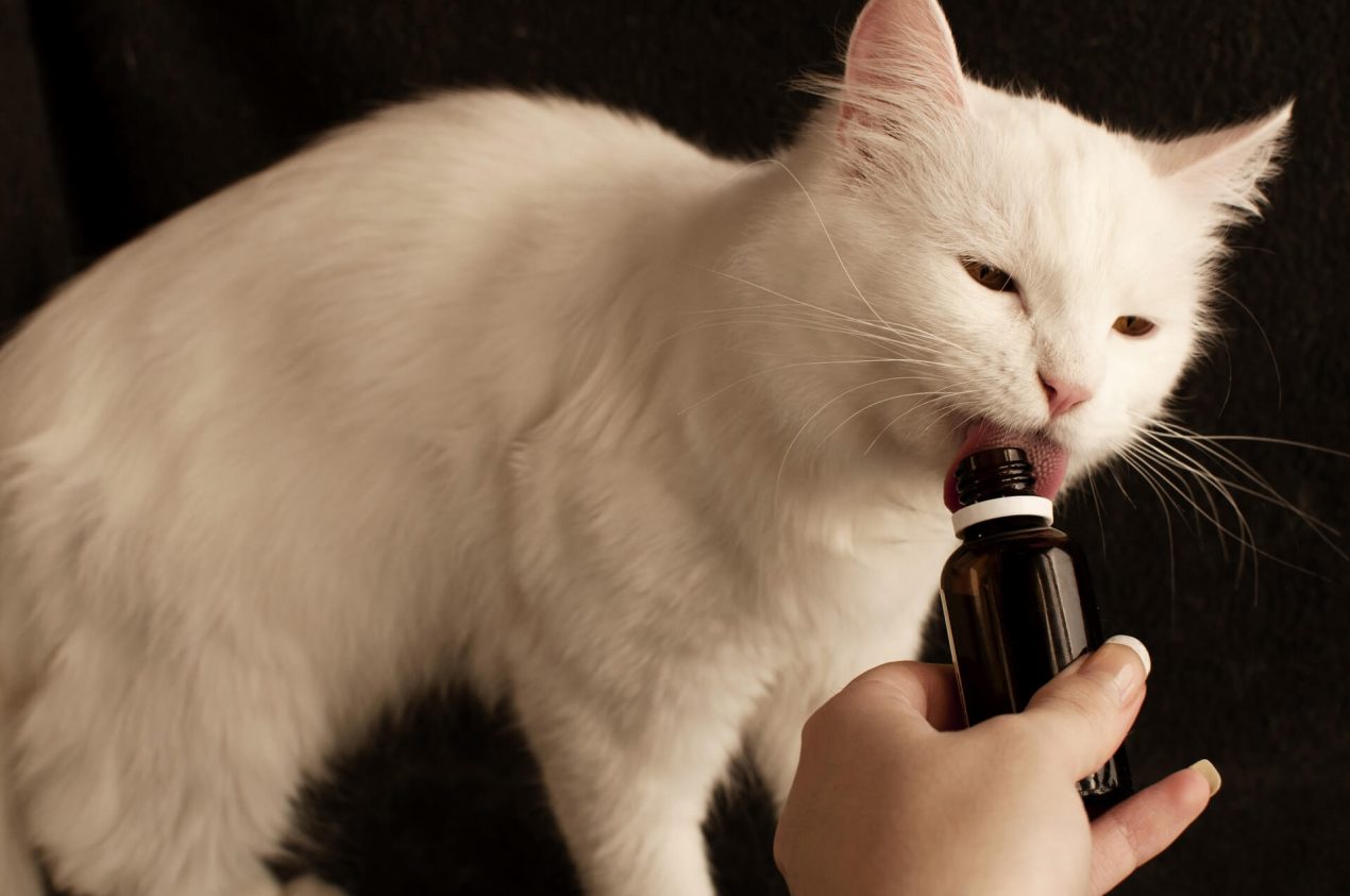 Beruhigungsmittel für die Katze Das gilt es zu beachten!