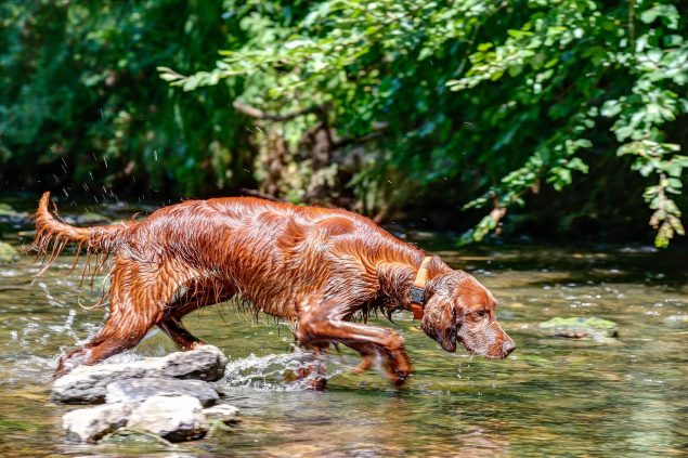 Nasser Irish Setter beim Jagen
