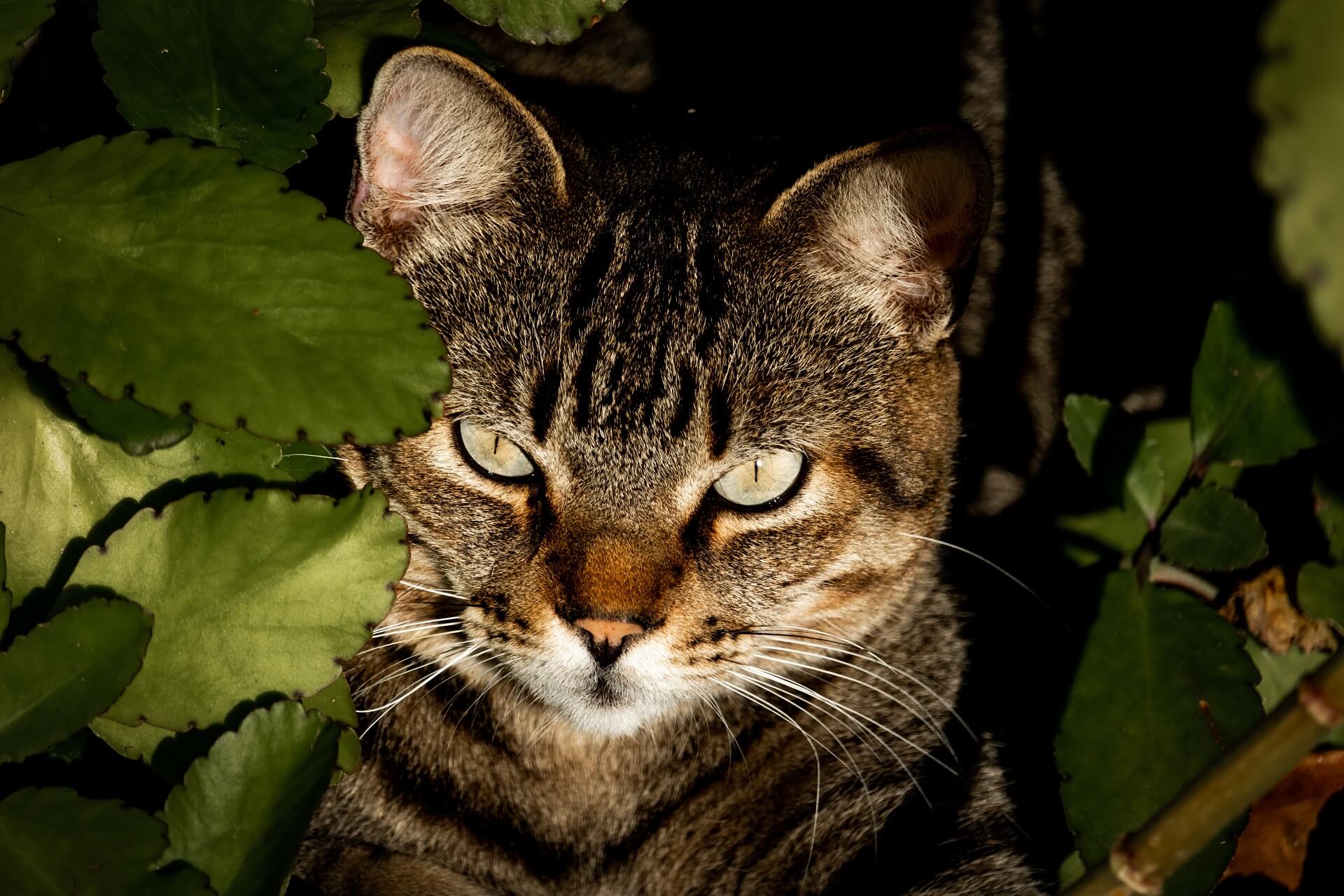 Brasilianisch Kurzhaar