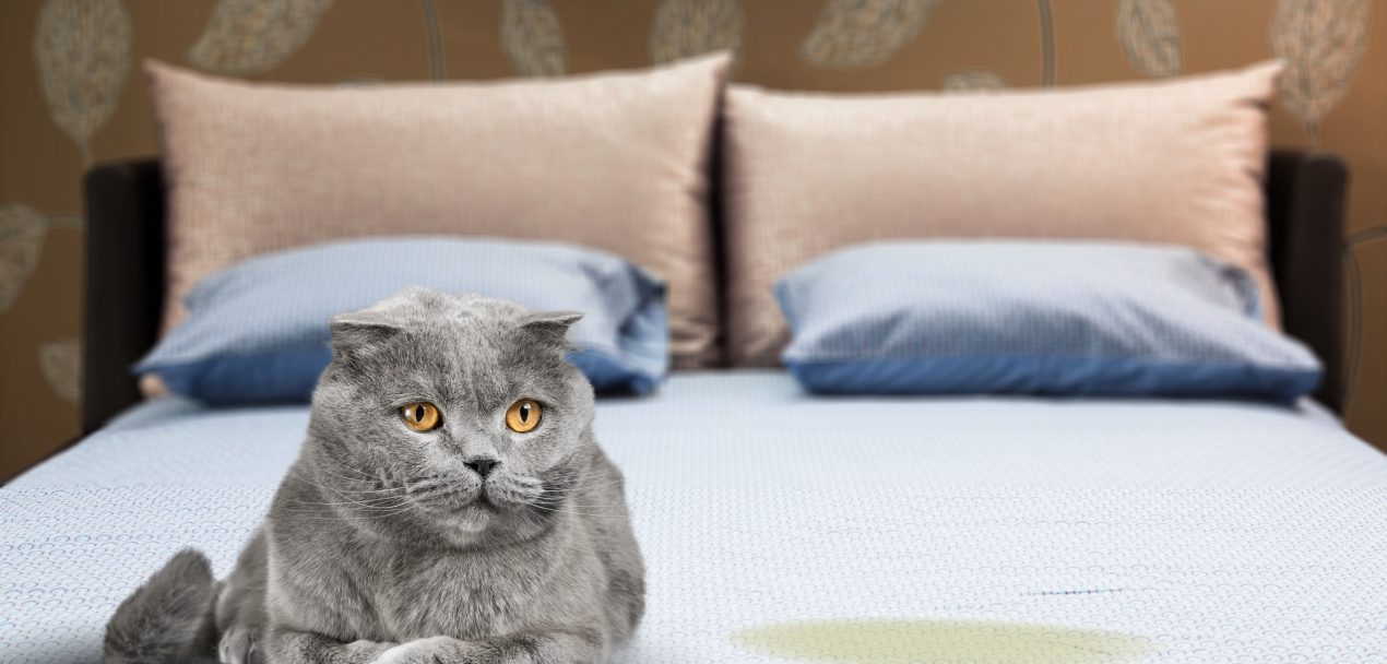 Katze pinkelt ins Bett