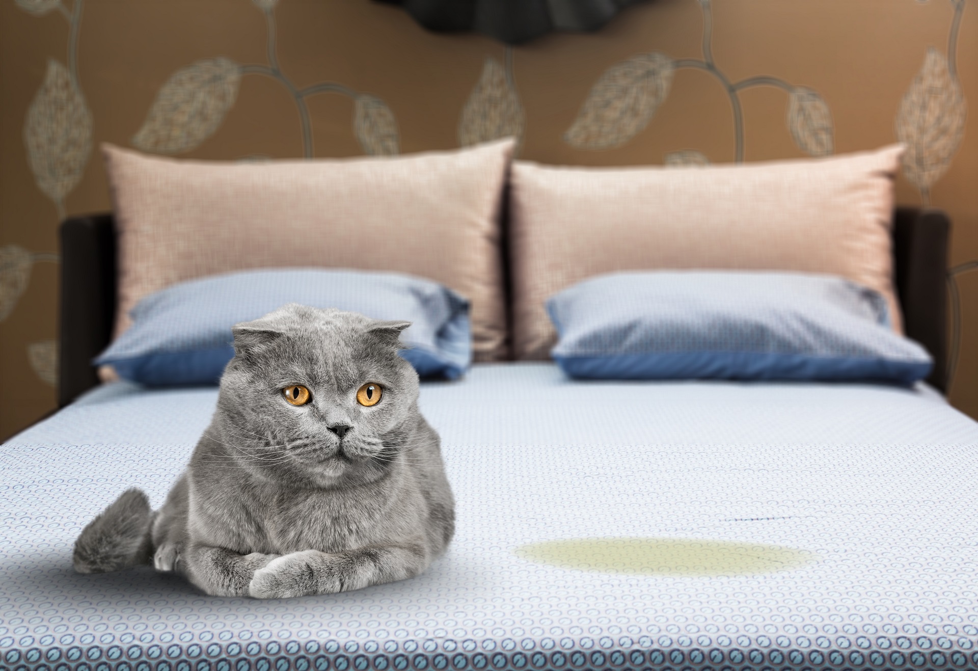 Katze pinkelt ins Bett