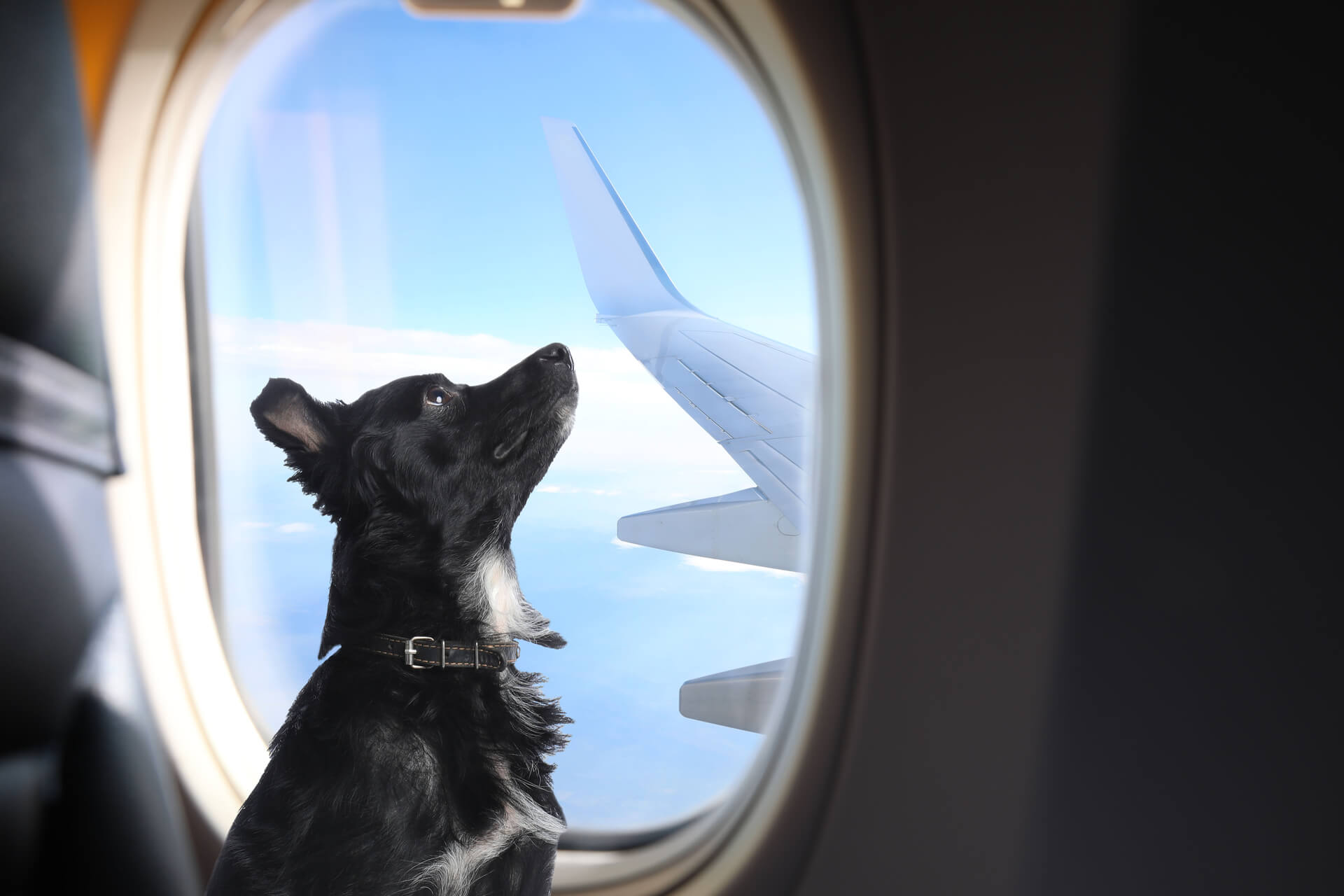 omhyggelig sandhed polet Fliegen mit Hund: Tipps für eine entspannte Reise mit Hund