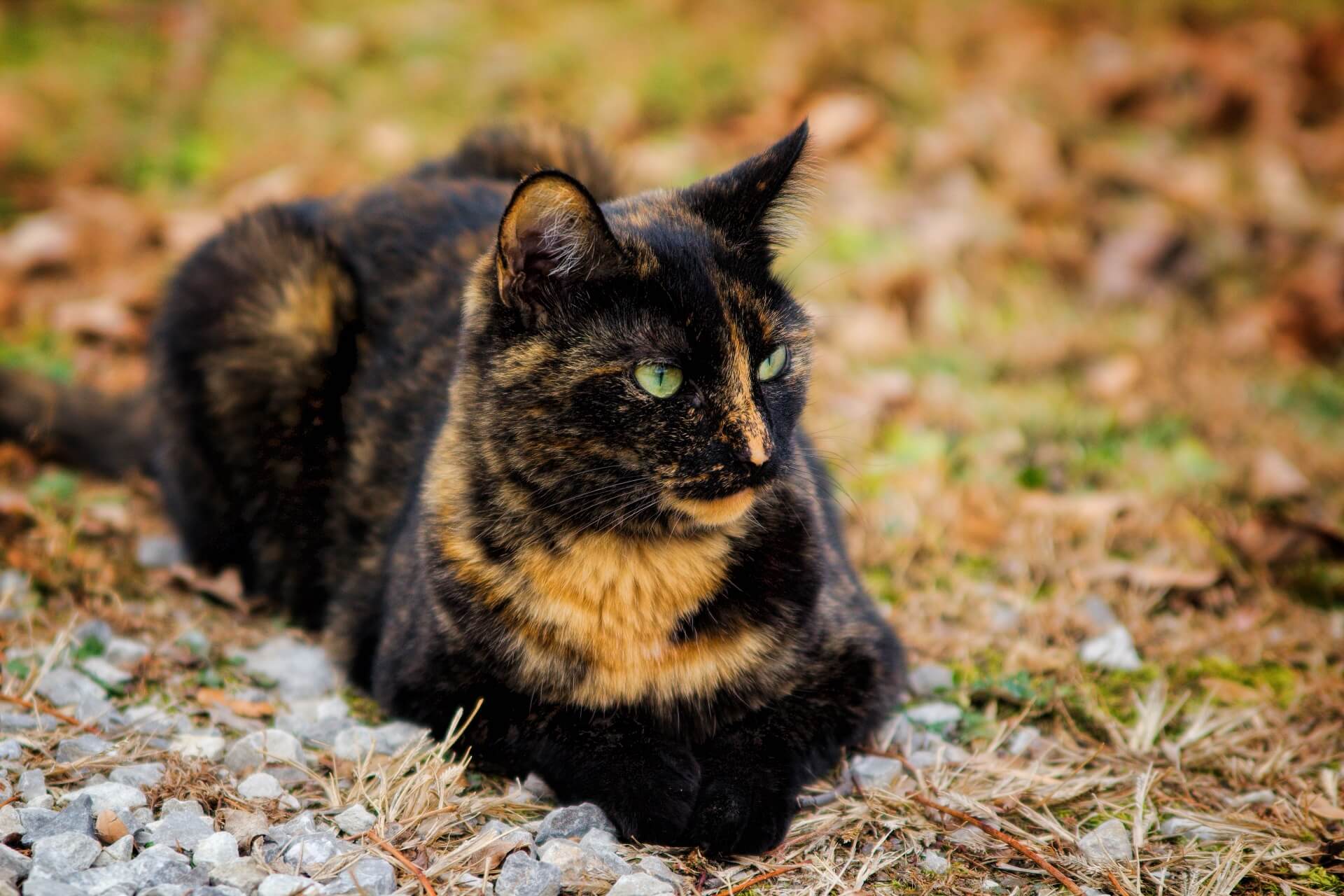 Кошка черная с рыжими пятнами порода. Черепаховая кошка Калико. Черно рыжая черепаховая кошка. Tortoiseshell Cat порода. Черная кошка с черепаховым окрасом.