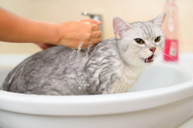 Katze beim Baden