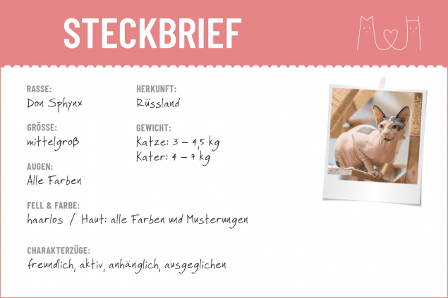 Steckbrief-Don-Sphynx