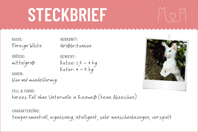 Steckbrief-Foreign-White