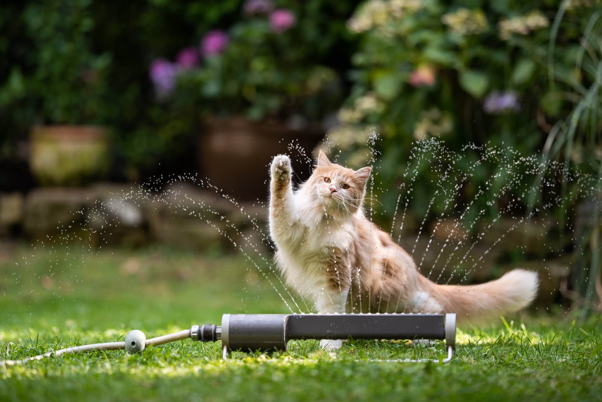 Katzenschreck mit Strom: So hältst du Katzen aus dem Garten fern