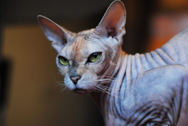 Don Sphynx