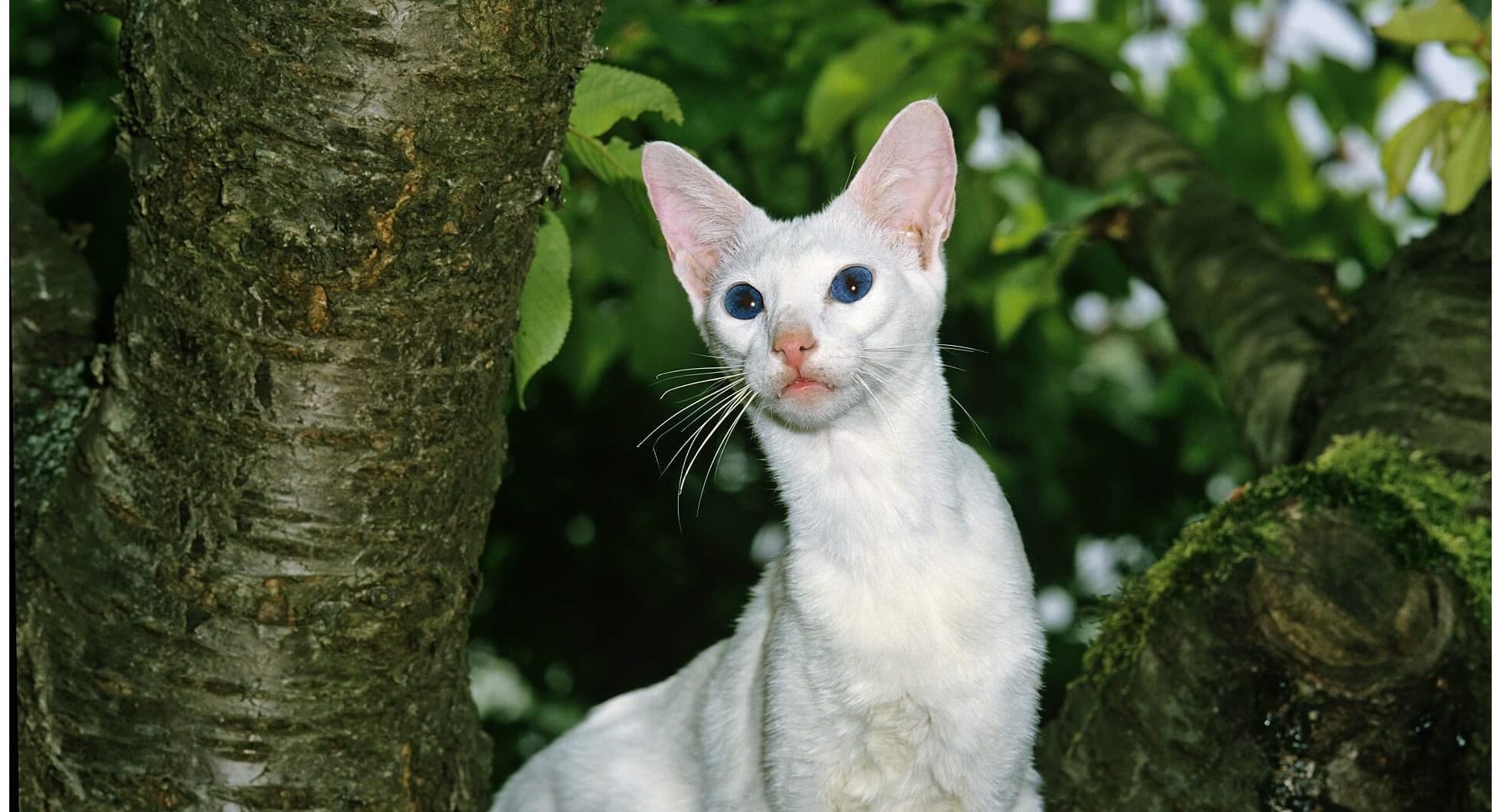 Foreign White Steckbrief