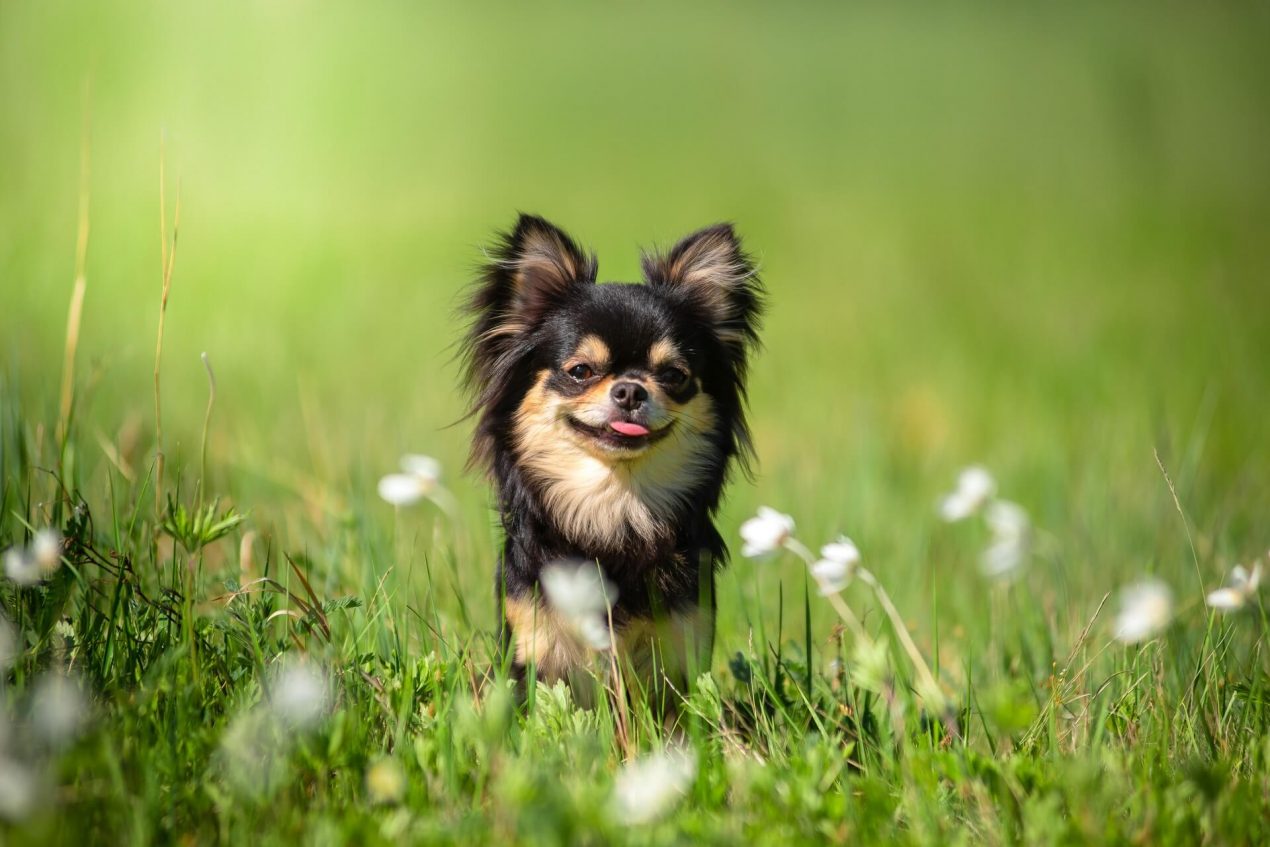Hunder Mini Mini Hunde | mein-haustier.de