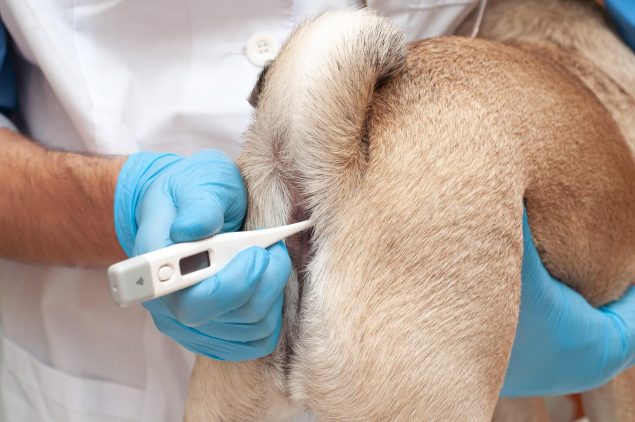 Körpertemperatur Hund