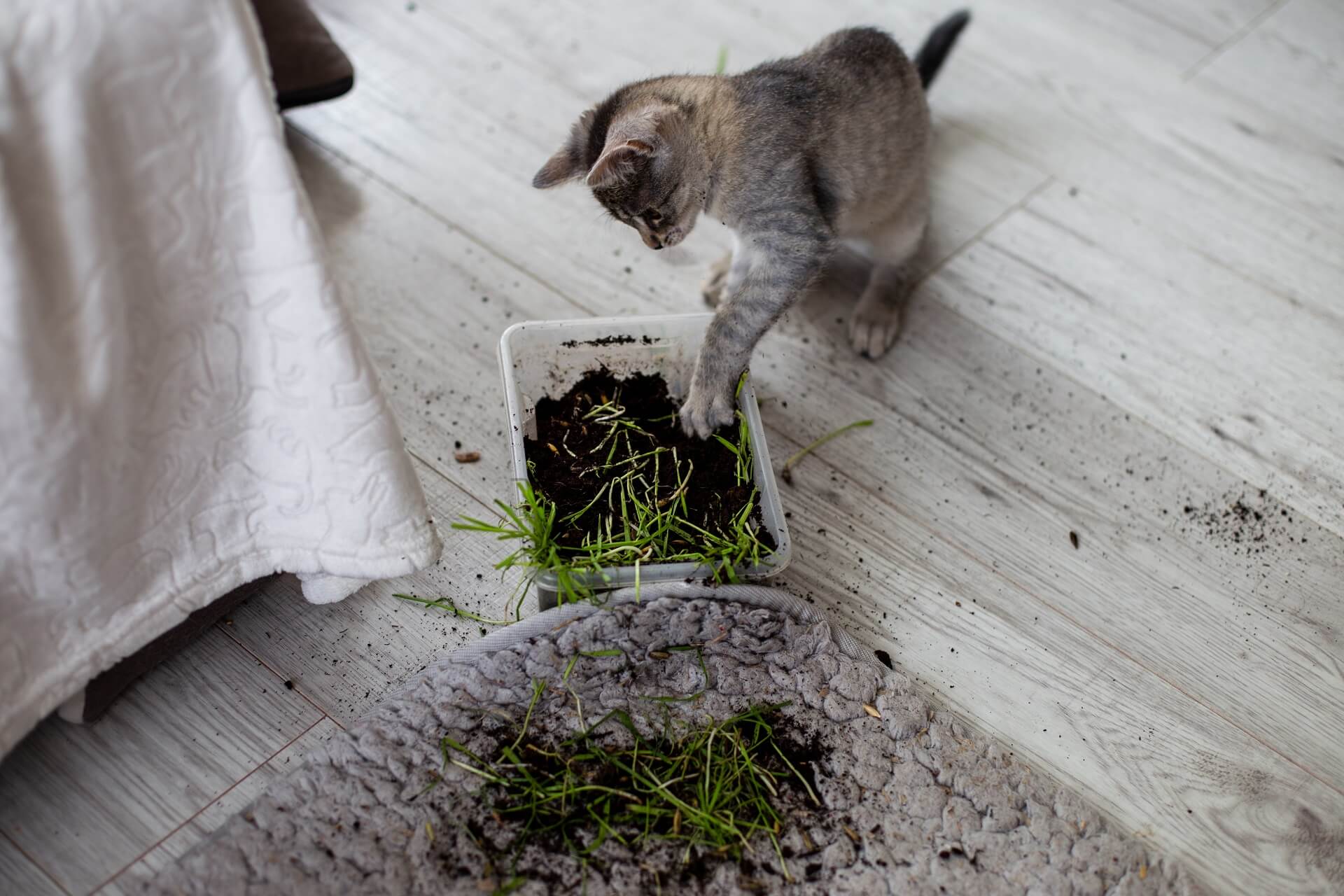 Katzenschreck So werdet ihr fremde Katzen los
