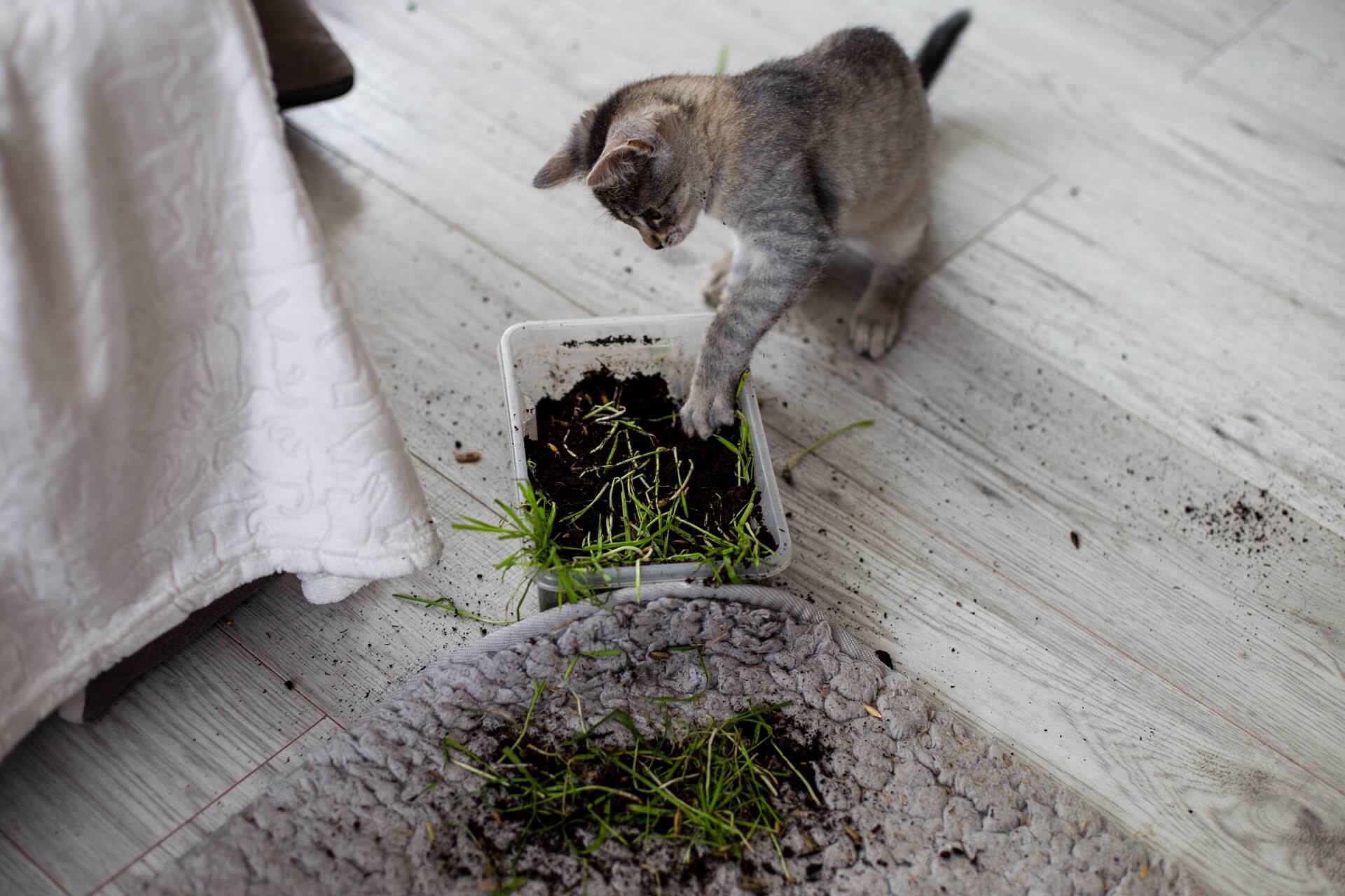 Katzen aus dem Garten vertreiben, Einfache Tipps