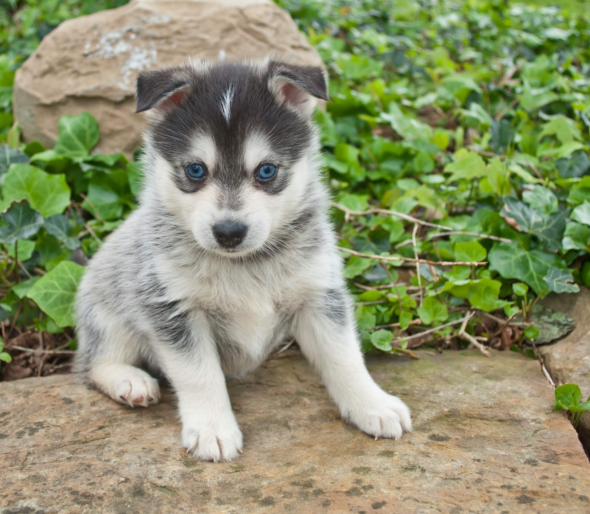 Blank derefter Offentliggørelse Pomsky Steckbrief | Charakter, Pflege & Haltung