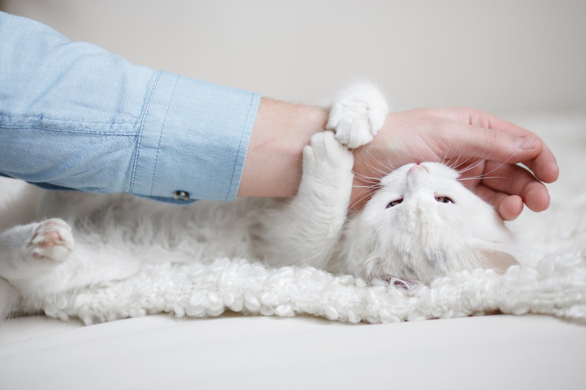 К чему снится кошка кусает за руку. Белый котенок на руках. Котик на руках. Кусачая кошка. Белая кошка на руках.