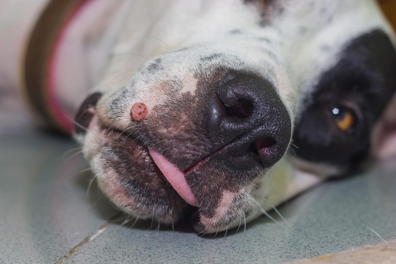 Tumor Im Kopf Beim Hund www.mein-haustier.de