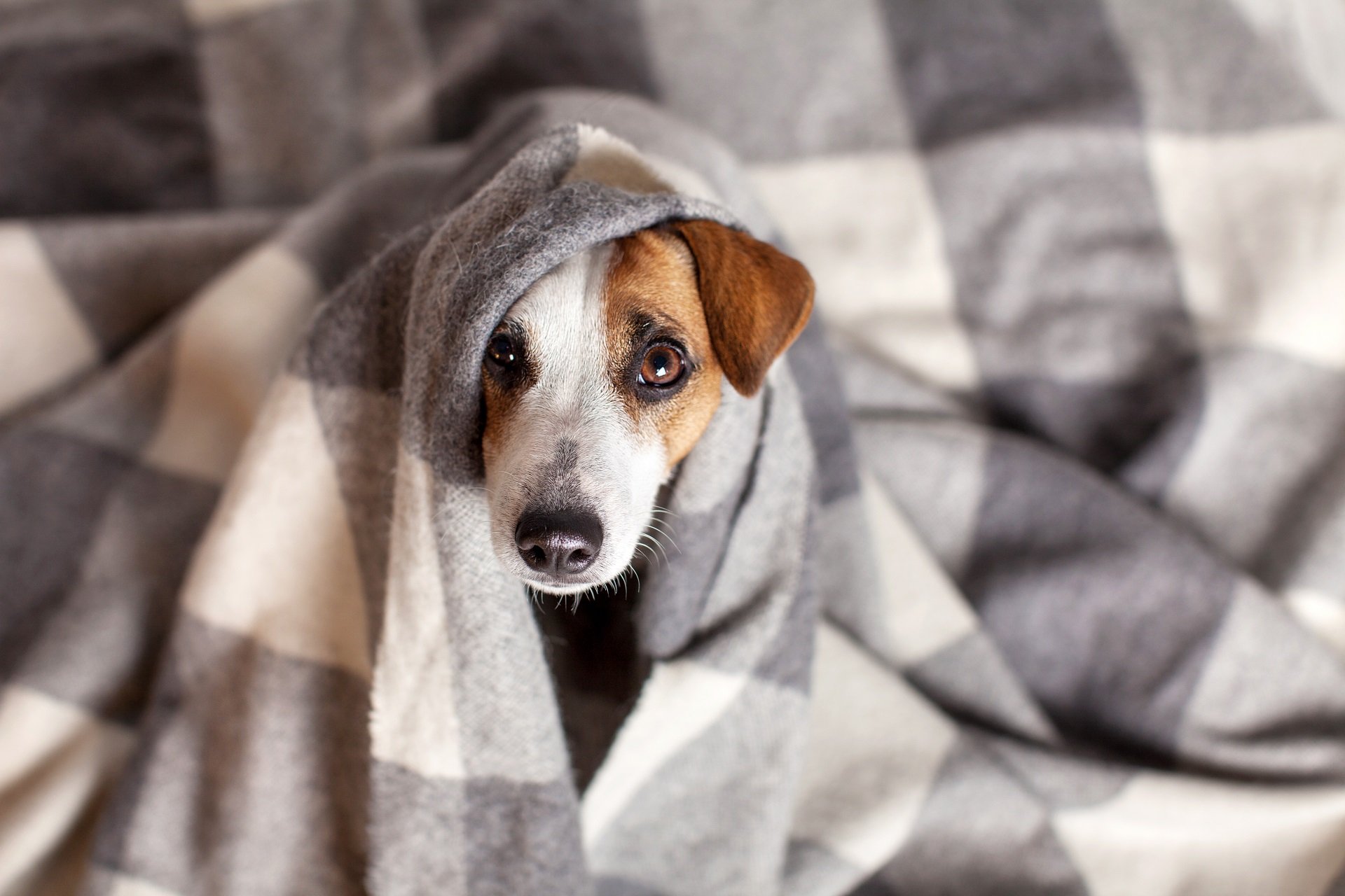 Uartig smart prop Körpertemperatur Hund - Welche Temperatur ist Fieber und welche normal