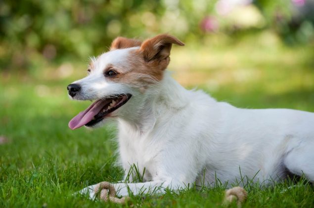 Ruhiger Hund der nicht zittert