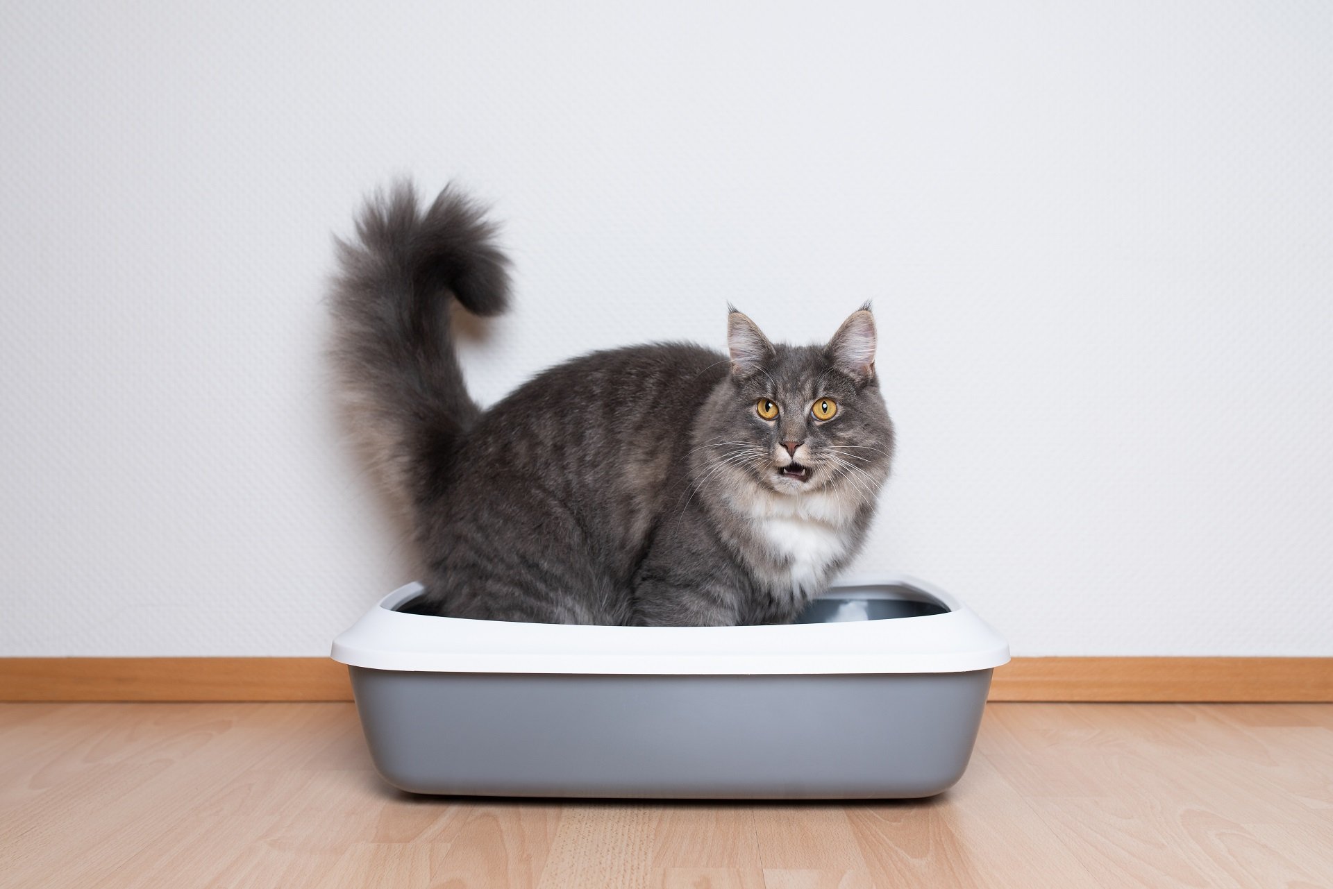 Die Katze hat Durchfall - Ultimativer Leitfaden zur Behandlung und Pflege