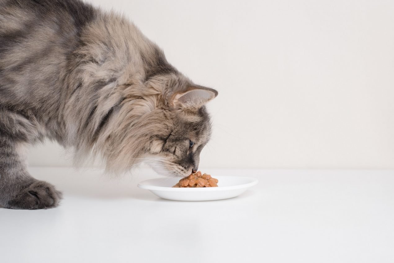 Katze frisst nicht Woran liegt es und was könnt ihr tun?