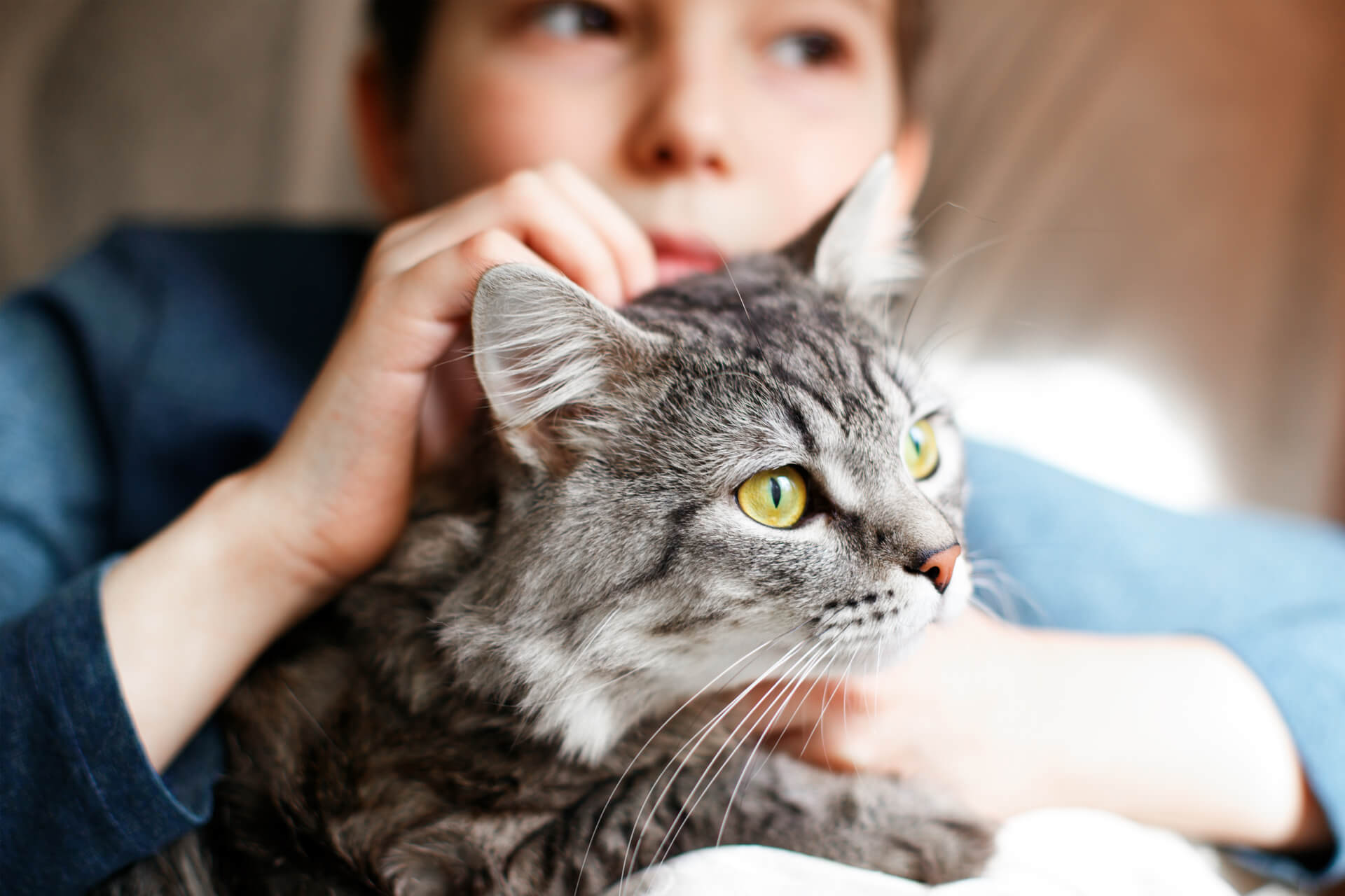 Können Katzen Farben sehen? - 5 spannende Fakten über Katzenaugen •  katzenkram