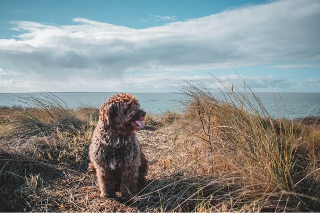 Wasserhund am Strand
