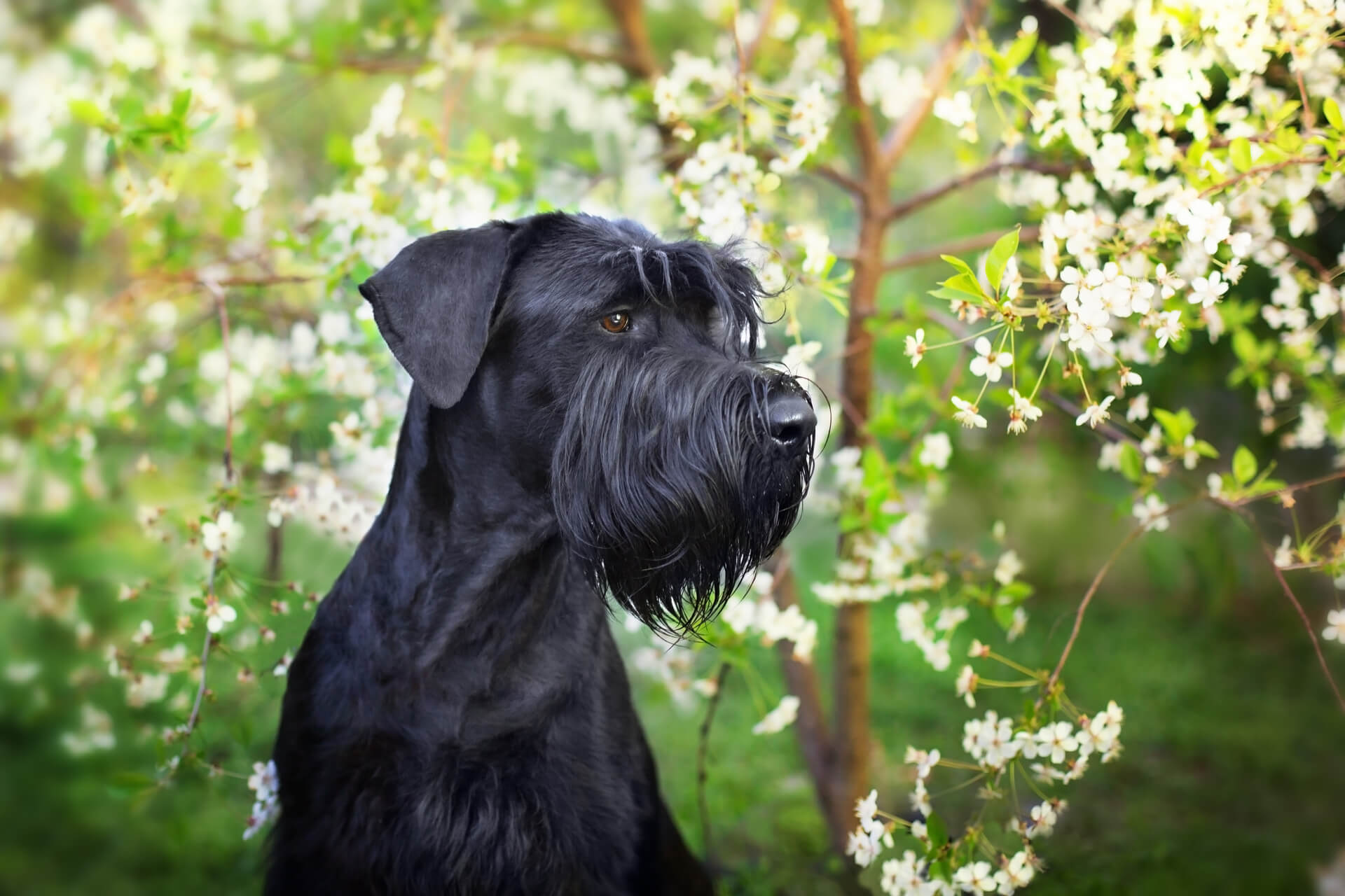 Pinscher und Schnauzer – die ältesten Rassen Europas