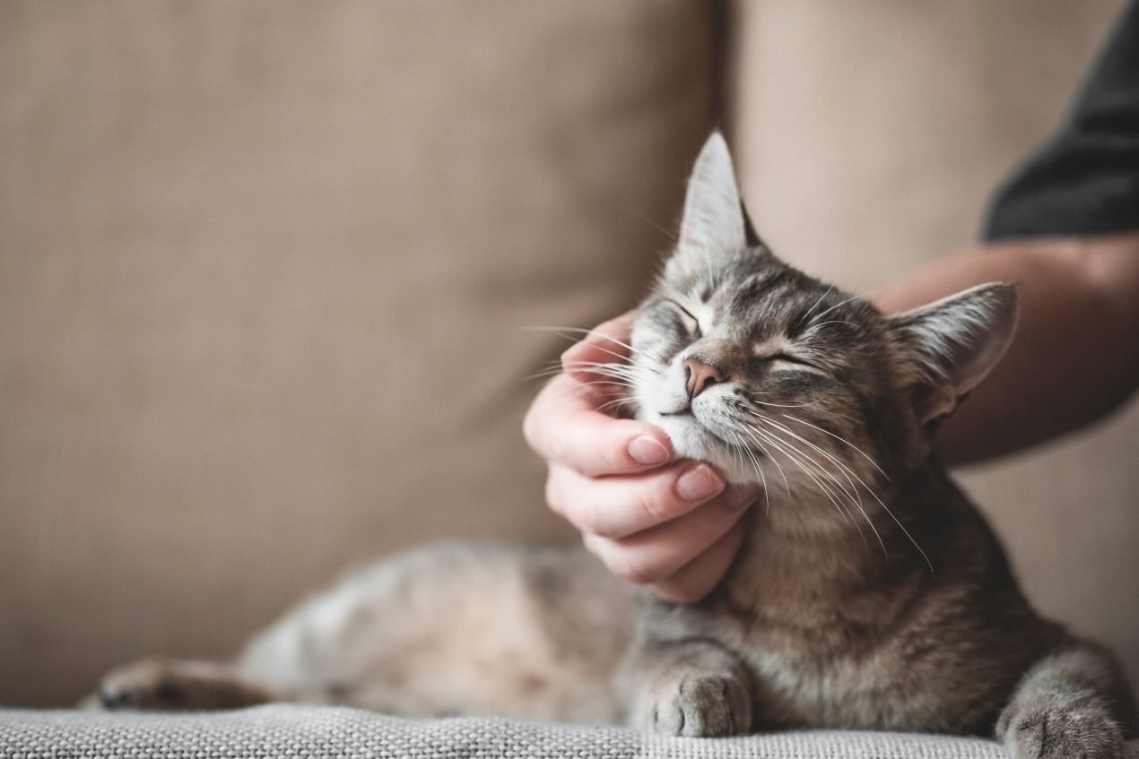 Die Katze hustet? So erkennt ihr Husten bei Katzen