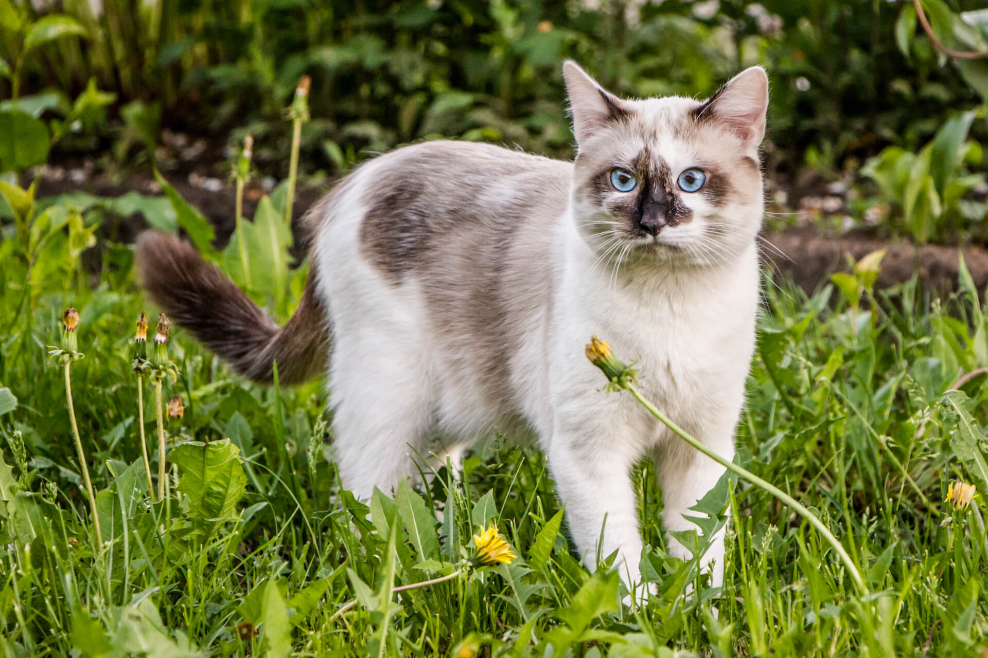 Katzenaugen - Wie sie funktionieren und ihre besonderen Merkmale