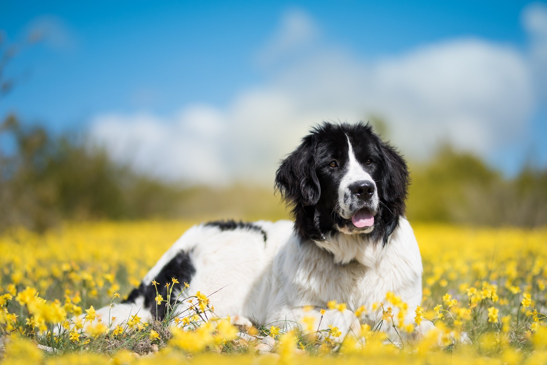 Landseer Steckbrief | Charakter, Geschichte & Haltung