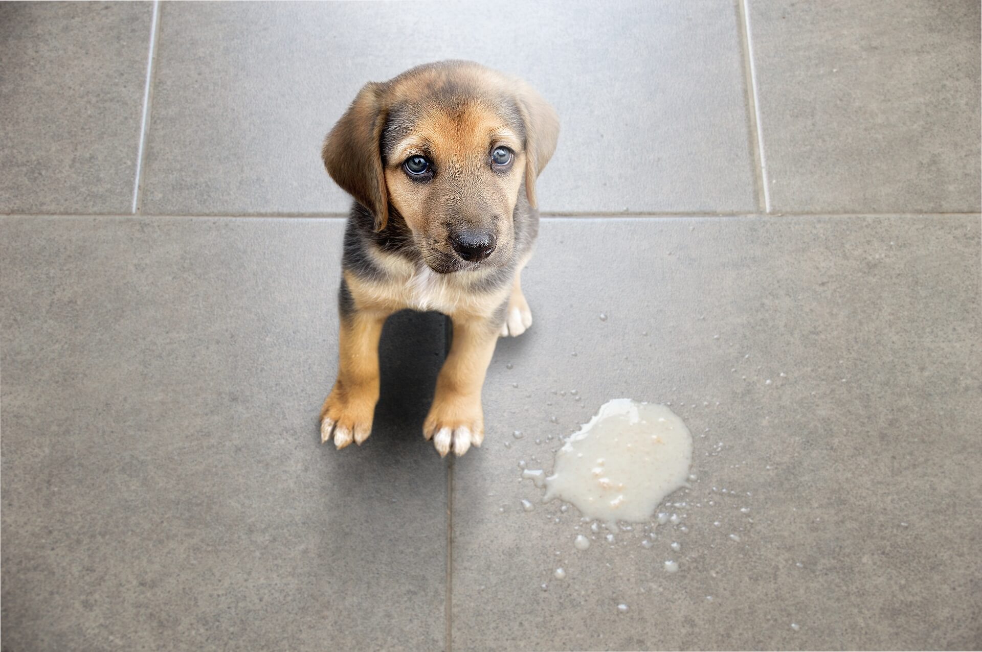 Hund erbricht? Die und Behandlung